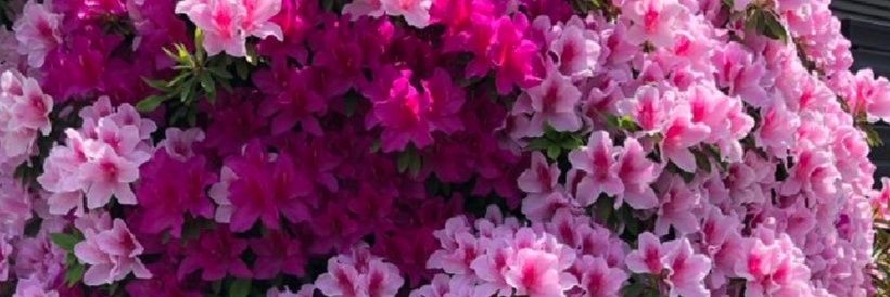 أسماء banner
