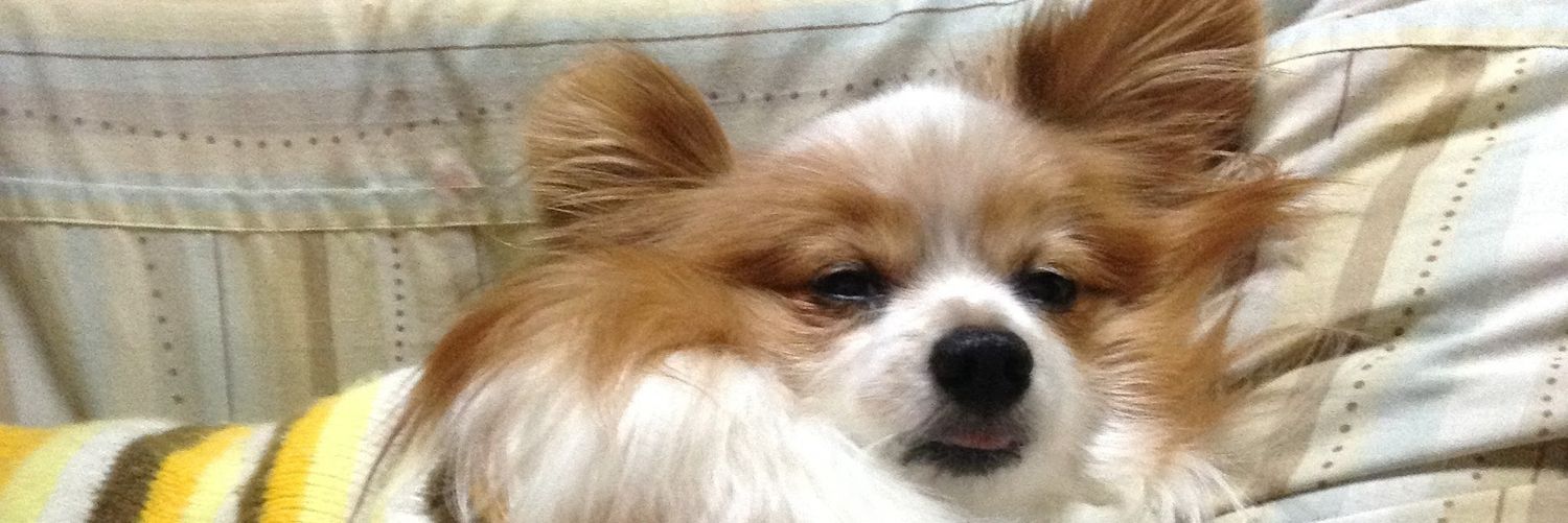 0304mochi's profile banner image