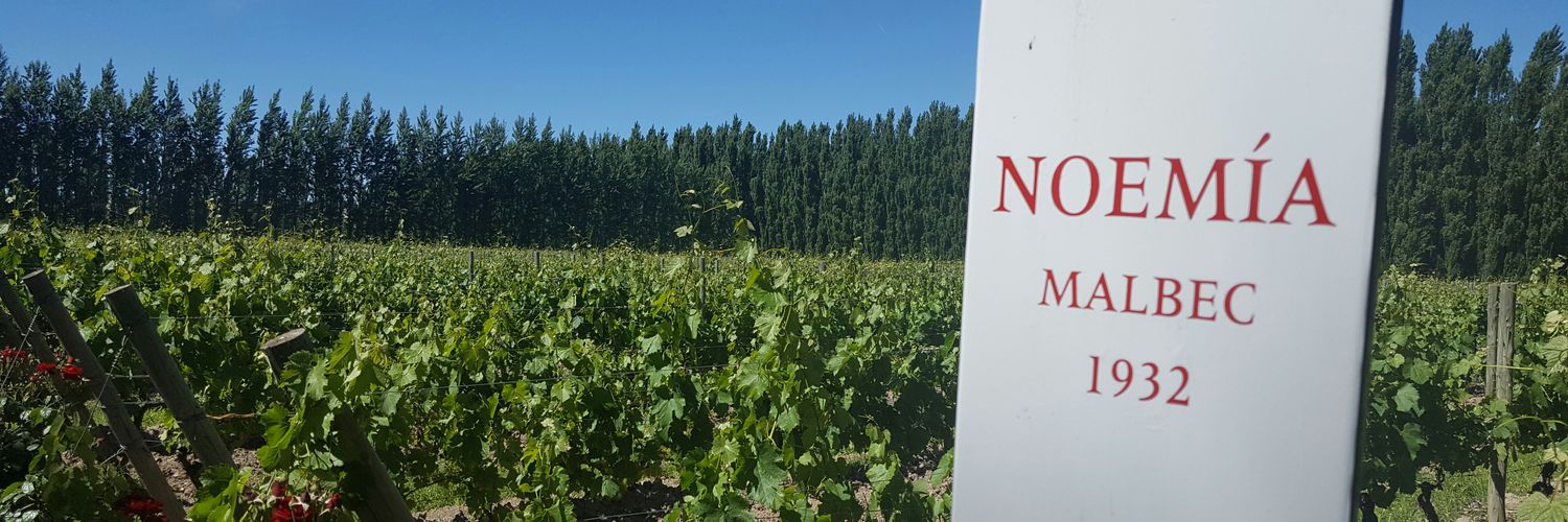 Sebastian Adamo banner