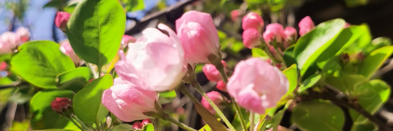 Oralee541733's profile banner image