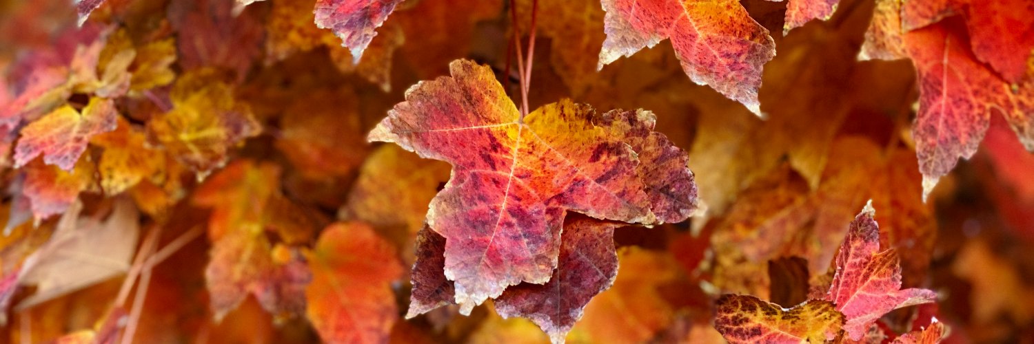 Jeanne Farrington banner