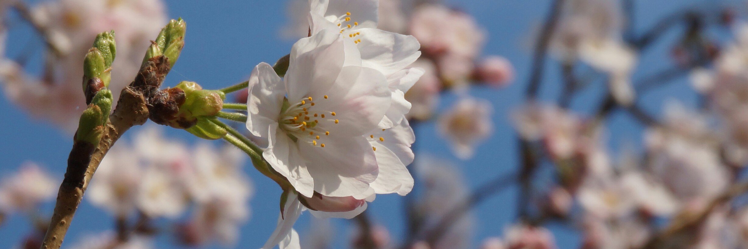 未紗@取引 banner