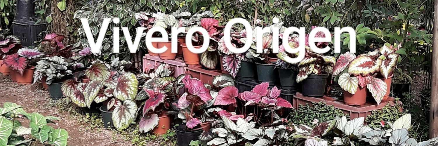 VIVERORIGEN's profile banner image