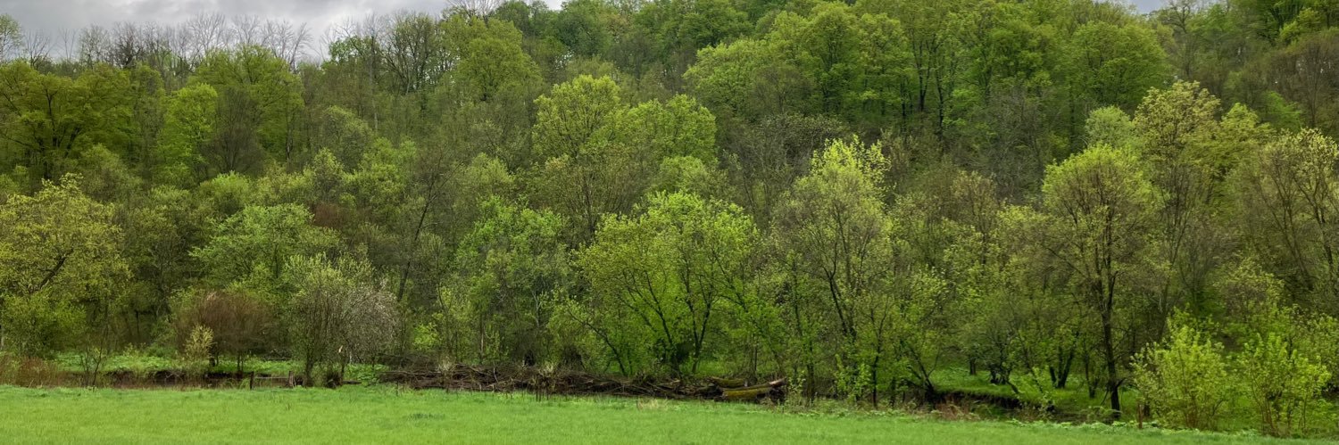 Hospice Harpist banner