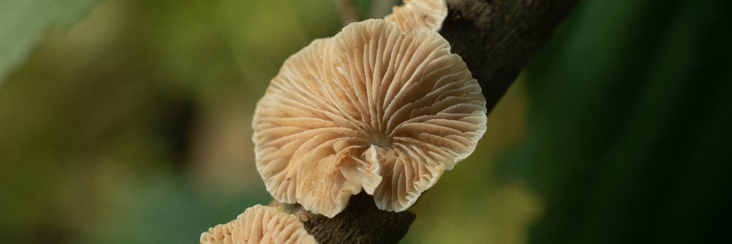 Wormboy (SUMO) banner