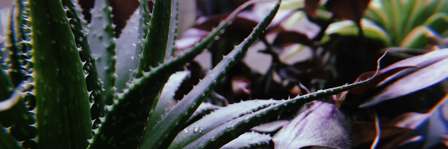 thetaleofdani's profile banner image