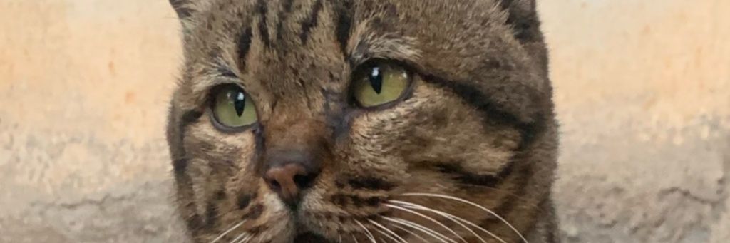 _sn6_1's profile banner image