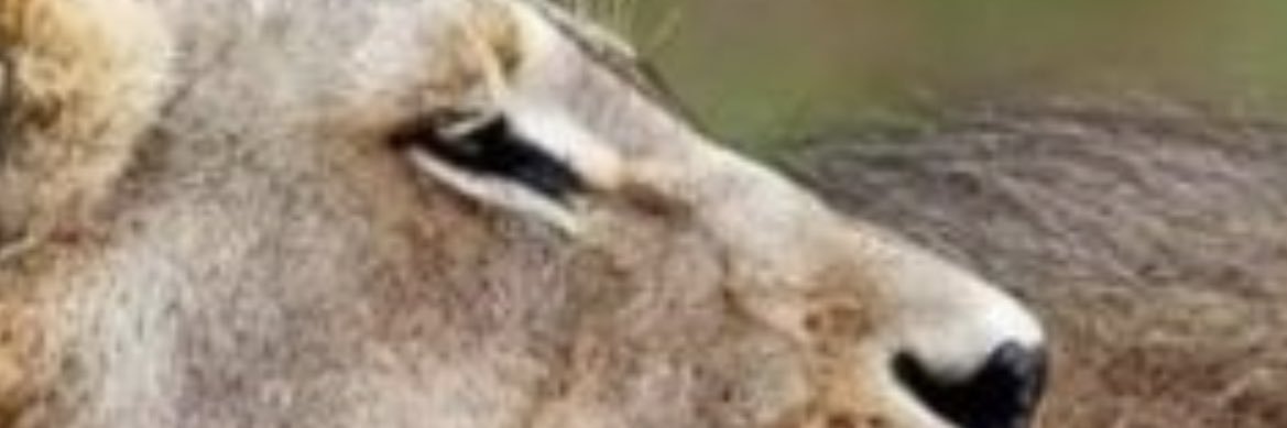 plane watcher banner