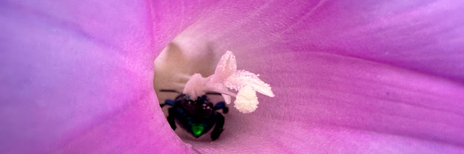 Alberto Jauregui banner