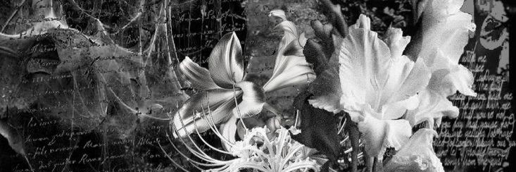 𝚂𝚔𝚢 ✞ banner