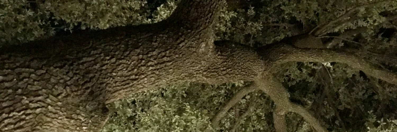 scarbrofair's profile banner image