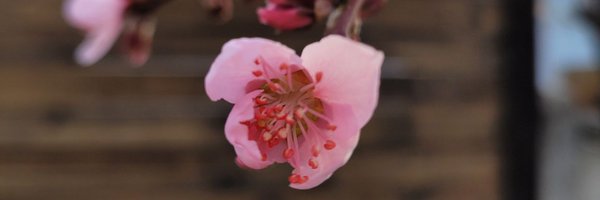 damabarca Profile Banner