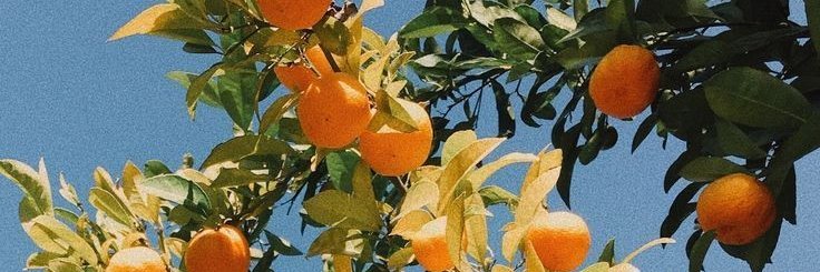 Ollie banner