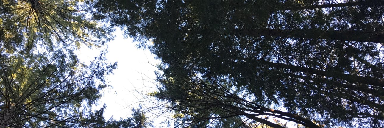 kspicoli's profile banner image