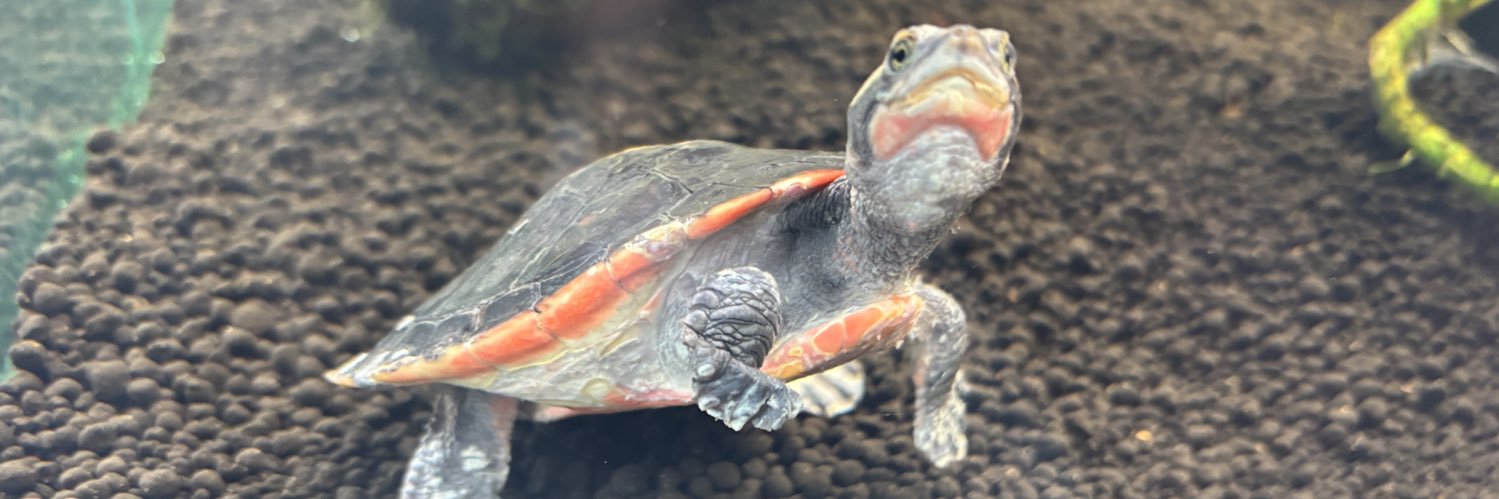 ライト banner