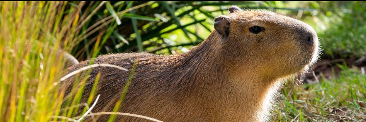 CapybaraHuggers banner