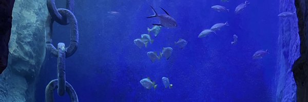 Kushiiiee Profile Banner