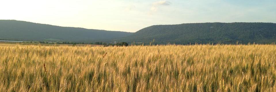 Robert Duffield banner