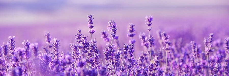 Ailín 🪻🦋 banner