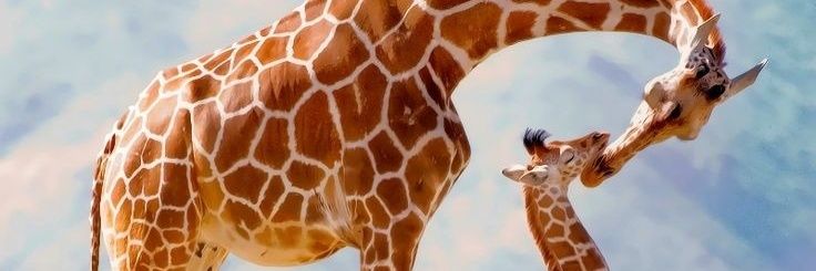 gabychutorres's profile banner image