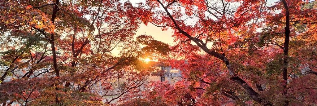 youma1127's profile banner image