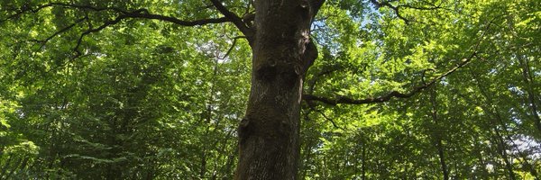 ClaudiusAlba1er Profile Banner