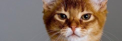 PSGenXer's profile banner image