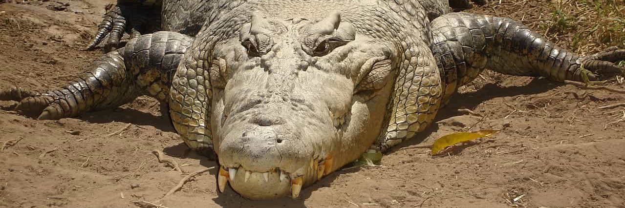 Largest Crocodille banner