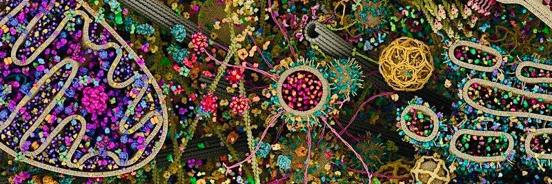 ilustraflora's profile banner image