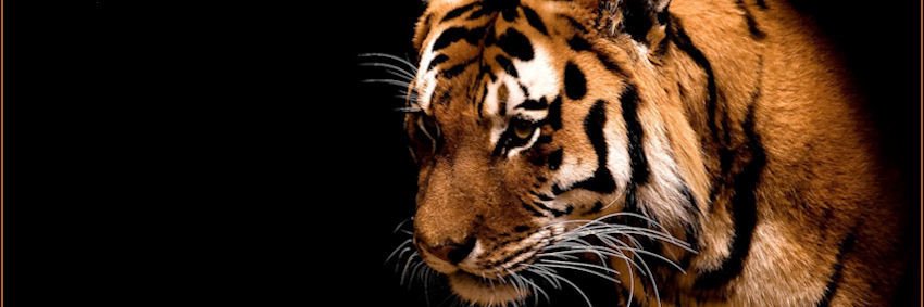 Quipp's profile banner image