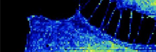 GomilaIBECLab Profile Banner