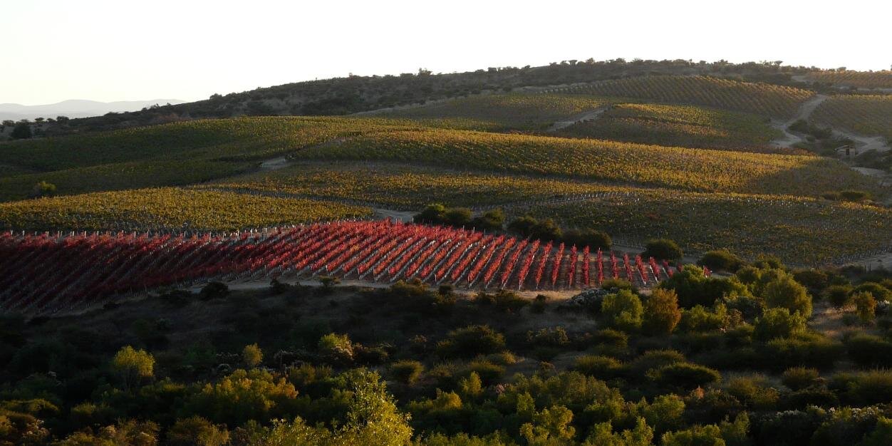 GlobalVineyard_'s profile banner image