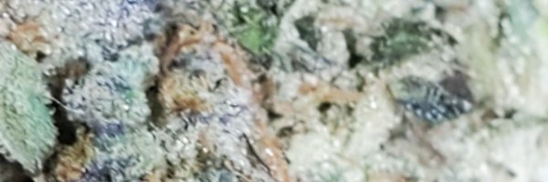 AllHighTweets Profile Banner