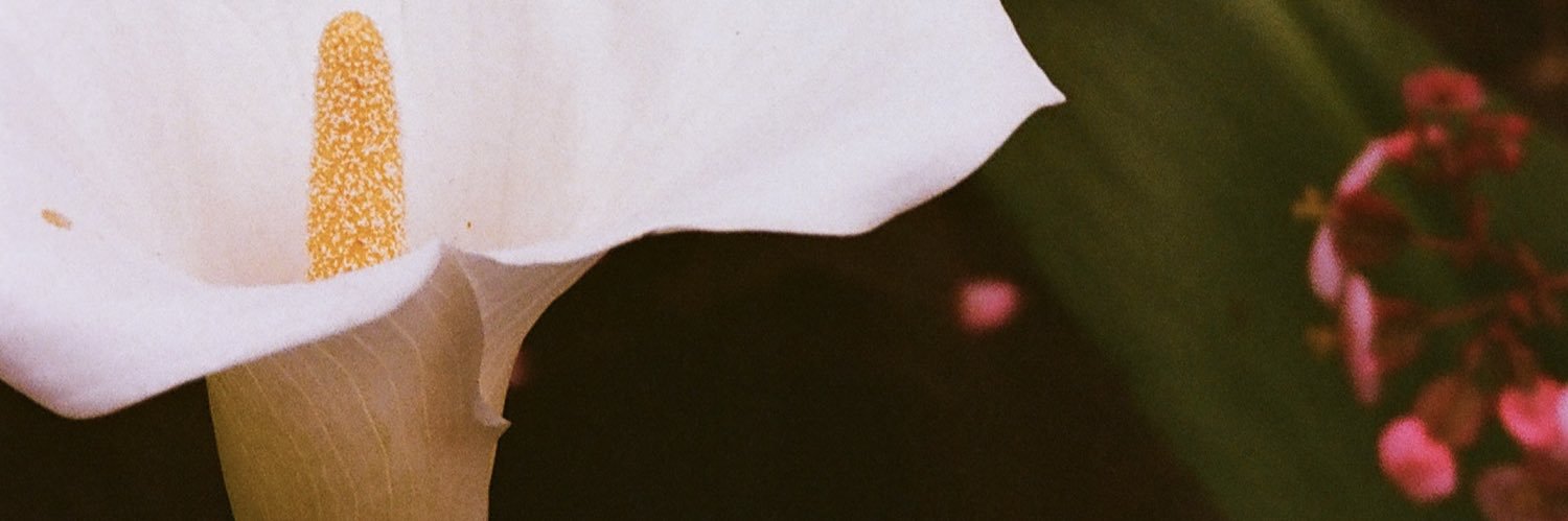 cindy_Turtles's profile banner image