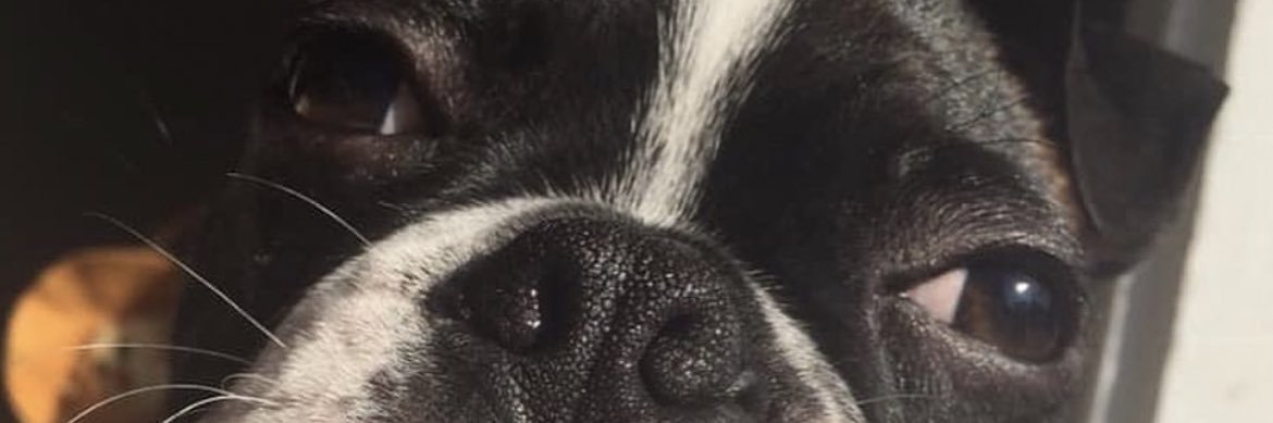 Hus__'s profile banner image