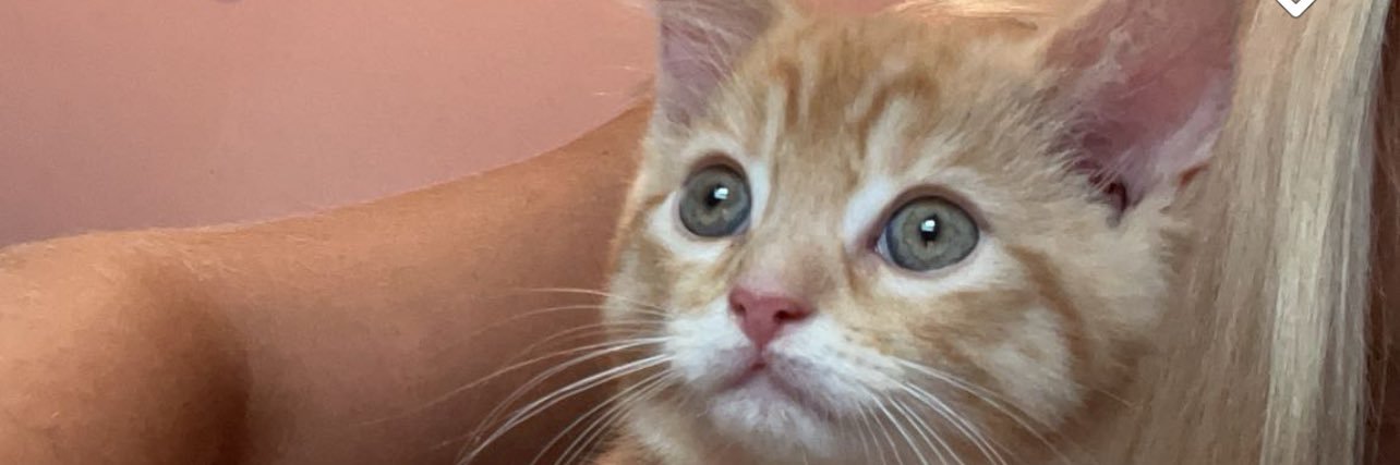 malandaiin's profile banner image