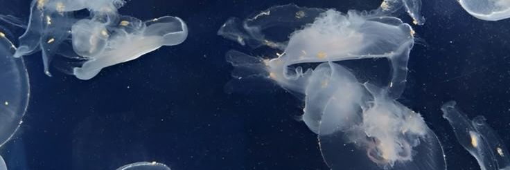 oceanarlert01's profile banner image