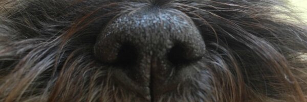 yodelnyc Profile Banner