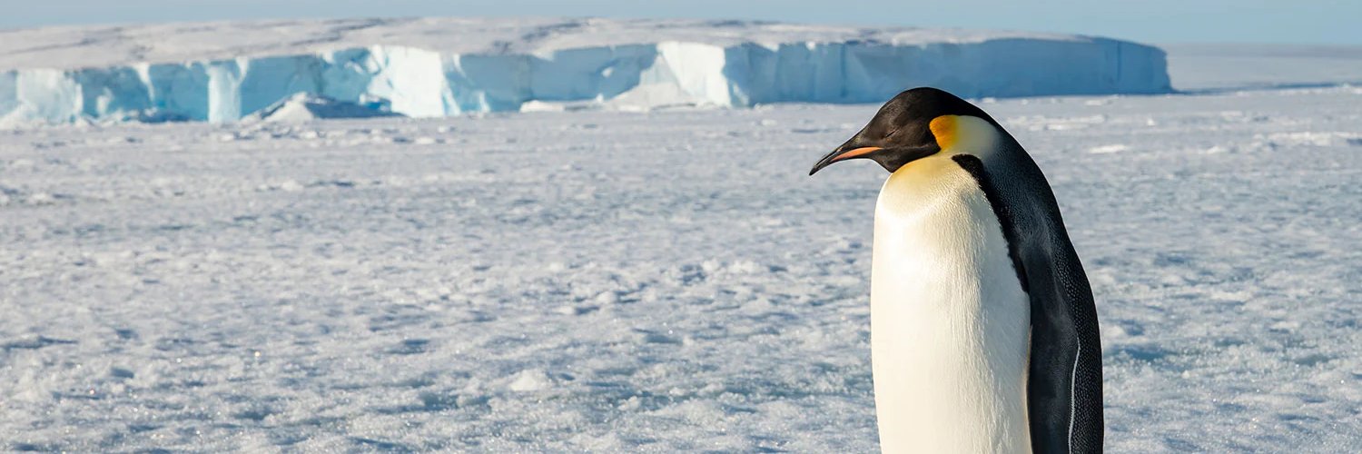 腐ったゴディバ banner