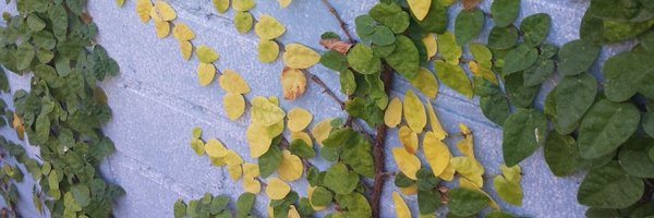 Katjusa Profile Banner