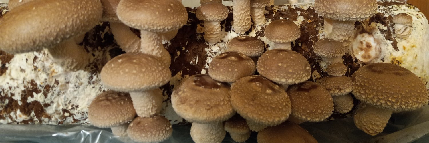 LovelyMrsLong banner