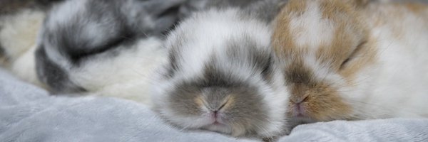 UsagimuraCh Profile Banner