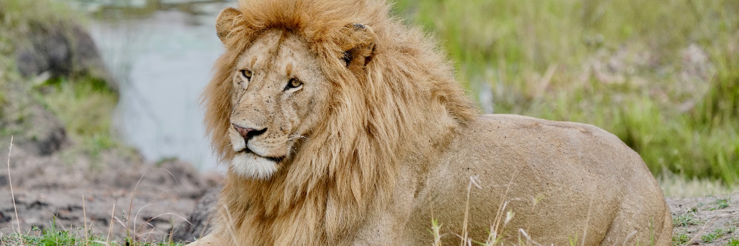 RobsWildlife's profile banner image
