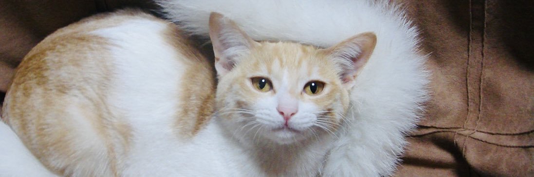 tokotin7's profile banner image