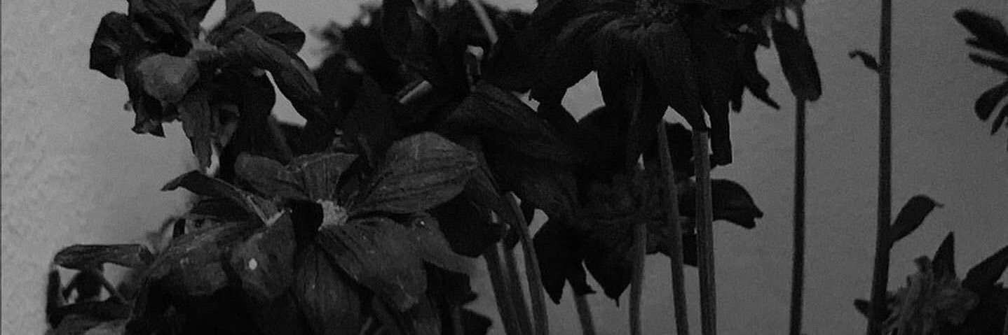 ccollet__'s profile banner image