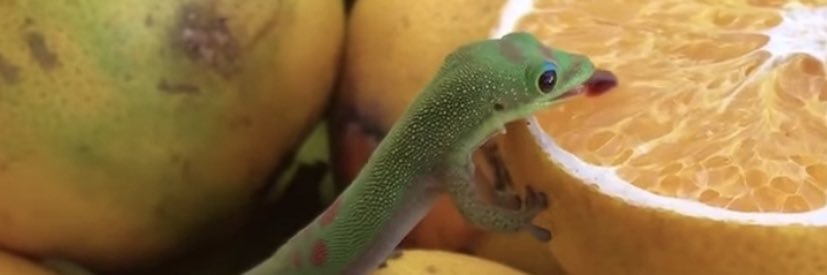 between 4 and 7 dogs banner