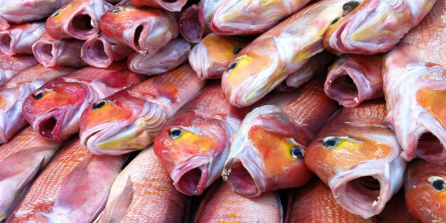 京都中央卸売市場 魚肴屋だいしめ🐟 banner