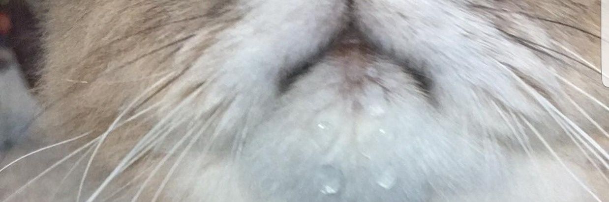 brotwurst2's profile banner image