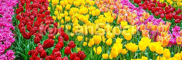Ana banner