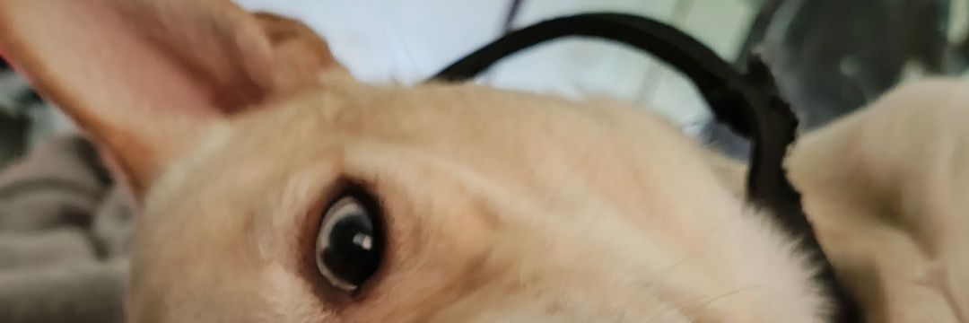 Layla Jane🦎's banner